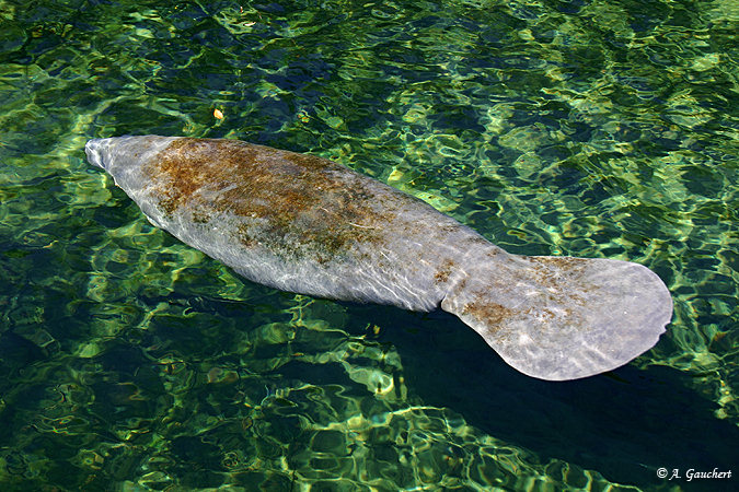 Manatee